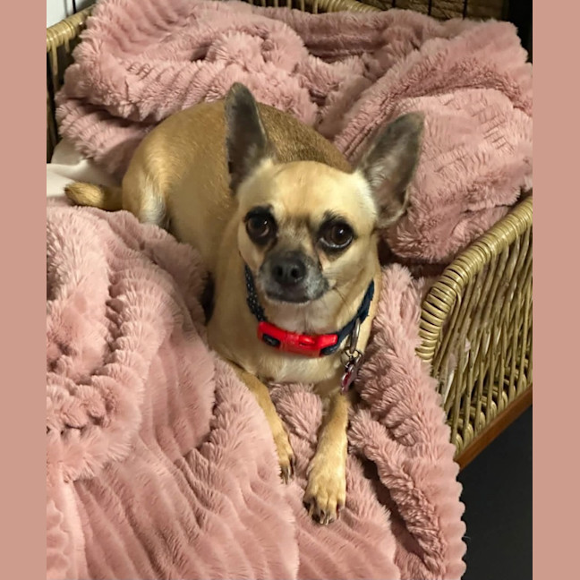 Photo of Fifi