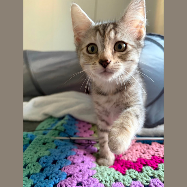Photo of Nutmeg