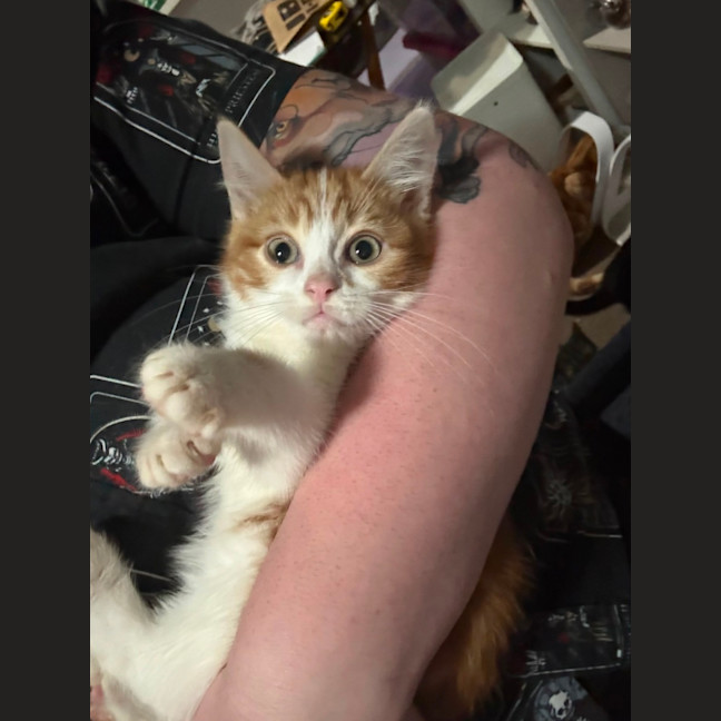 Photo of Dave **2nd Chance Cat Rescue**