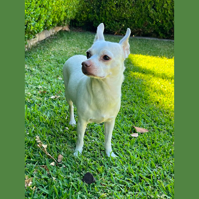 Photo of Latte And Oreo