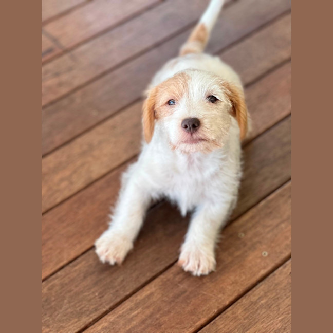 Photo of Archie