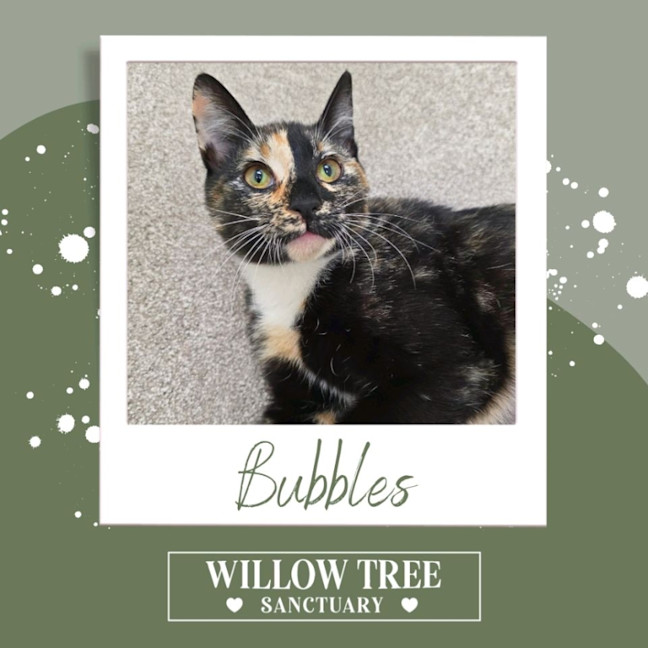 Photo of Bubbles