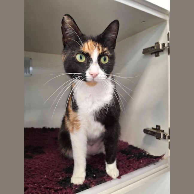 Photo of Tilly