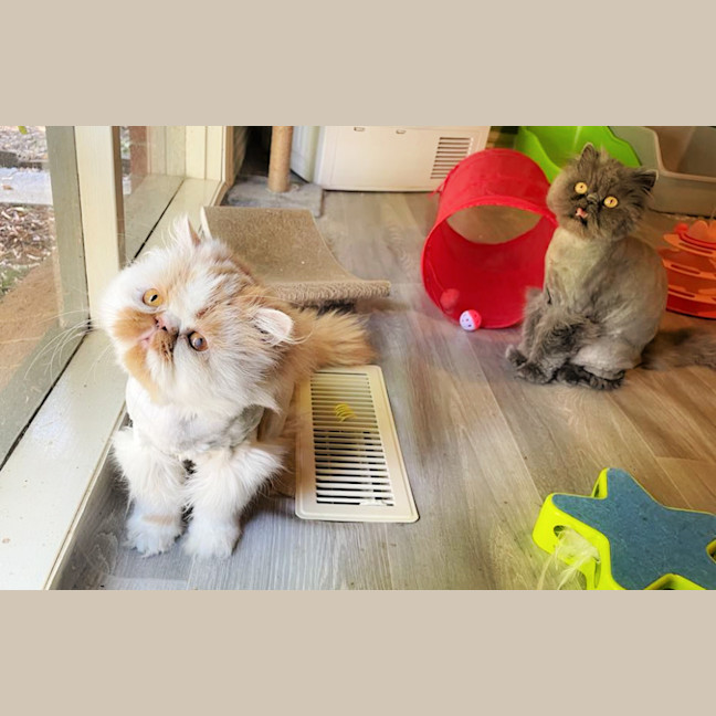 Photo of 🧡Artemis & Lula💙