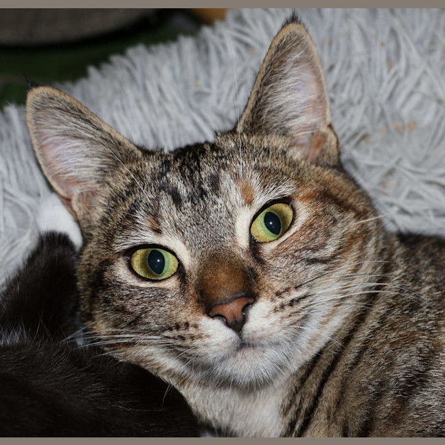 Photo of June Bug   Available At Pet Quarters Belmont