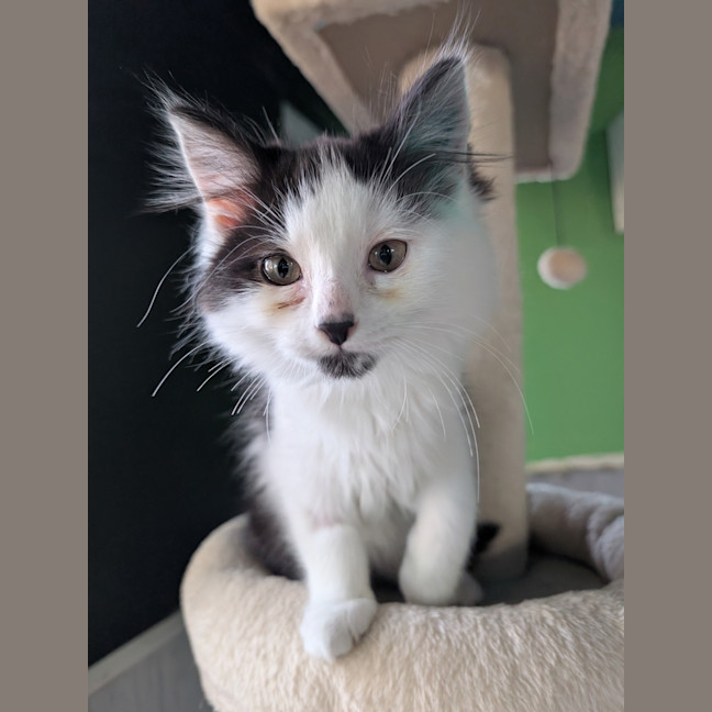 Photo of Phoenix