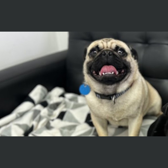 Photo of Pugsly