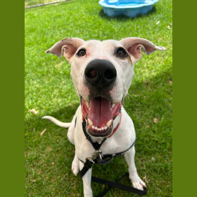 Photo of Chippie