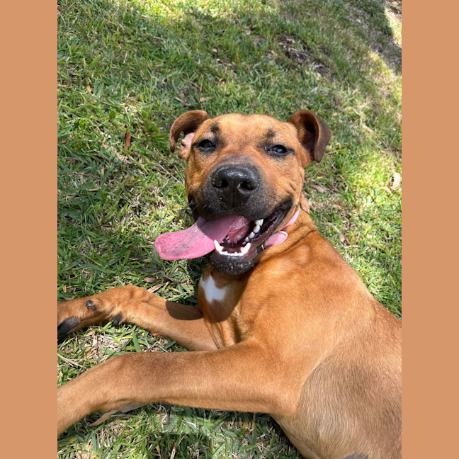 Photo of Pumpkin