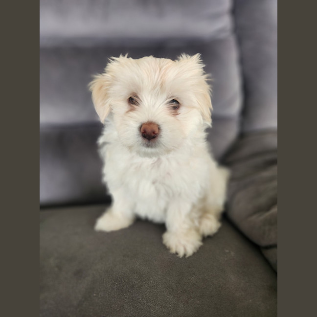 Photo of Bon Bon   8 Week Old Shih Tzu X Maltese (Trial)