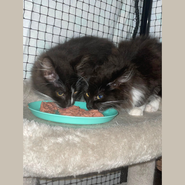 Photo of Oreo 