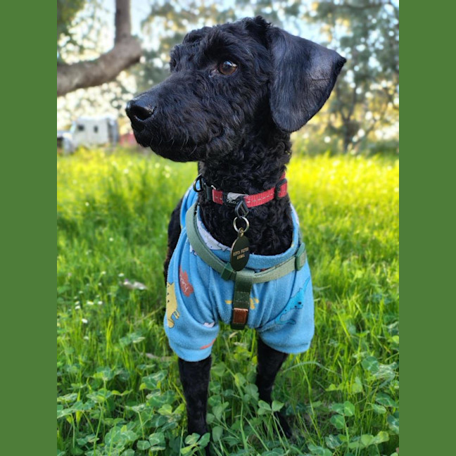 Photo of Hairy Maclary