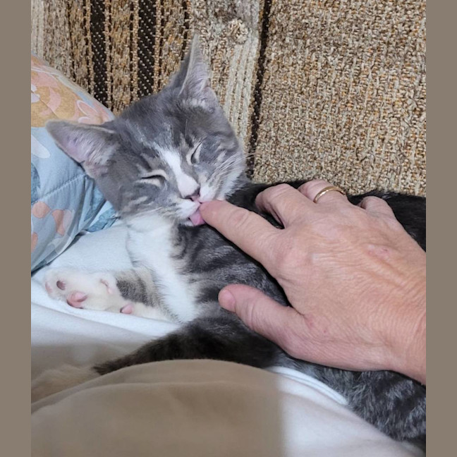 Photo of Sir Whiskerface