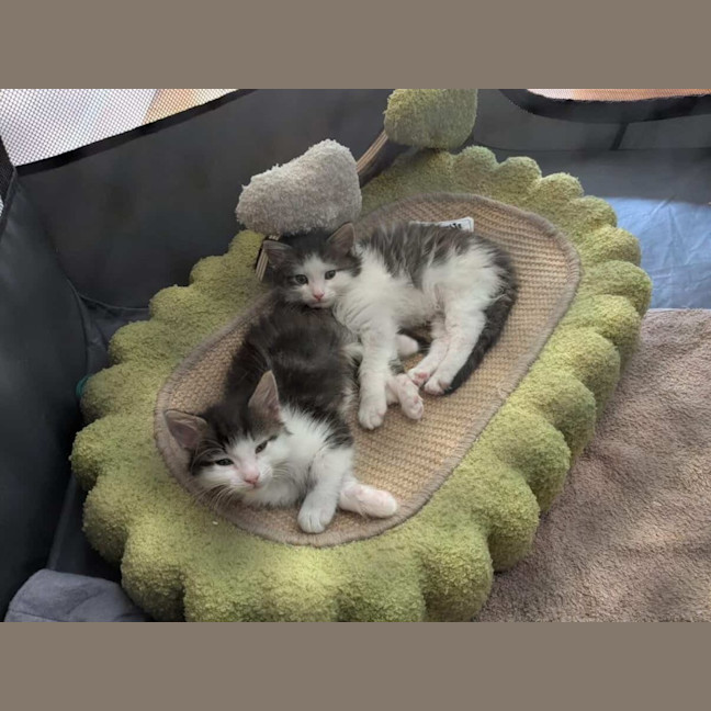 Photo of Milo & Olive