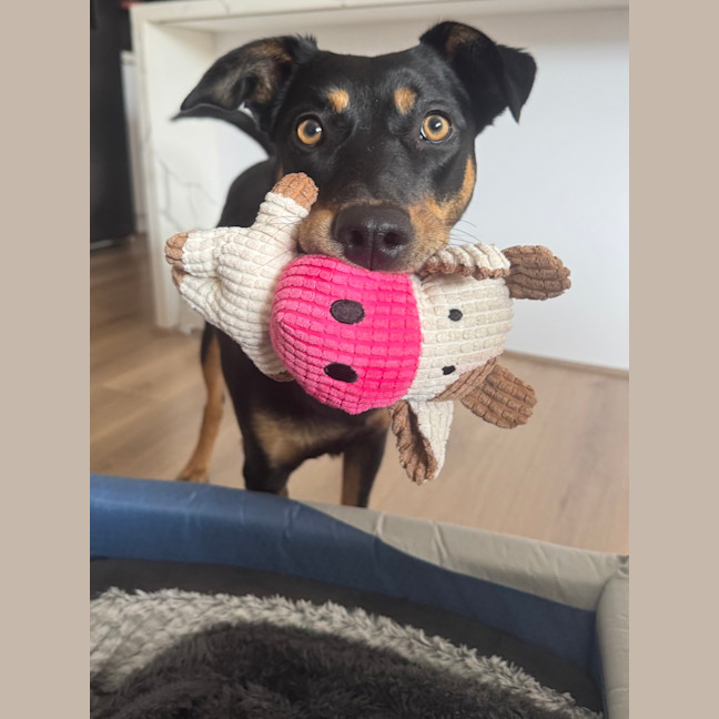 Photo of Ruby