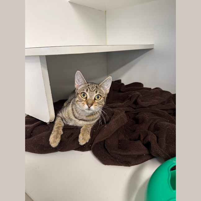 Photo of Ingeborg Bachmann