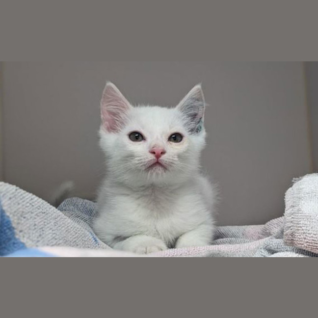 Photo of Crisp