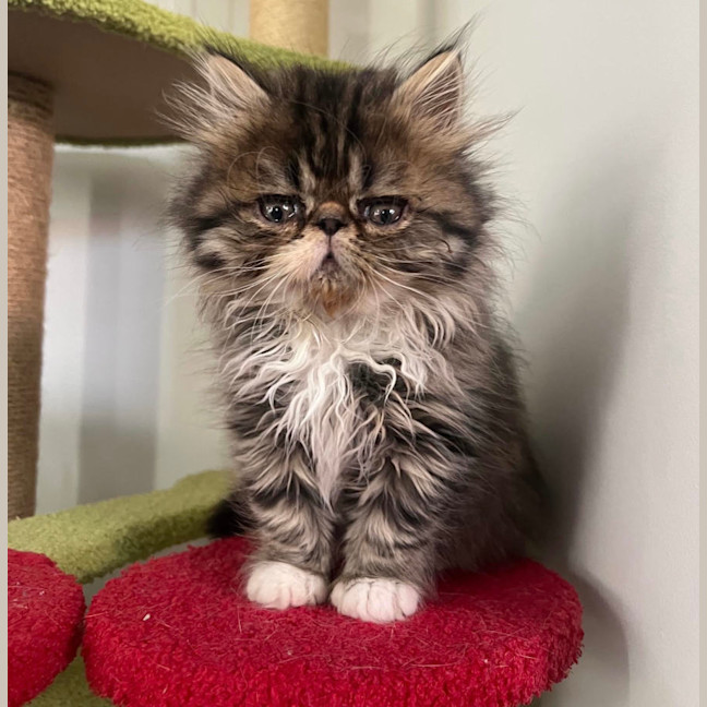 Photo of Beef Wellington