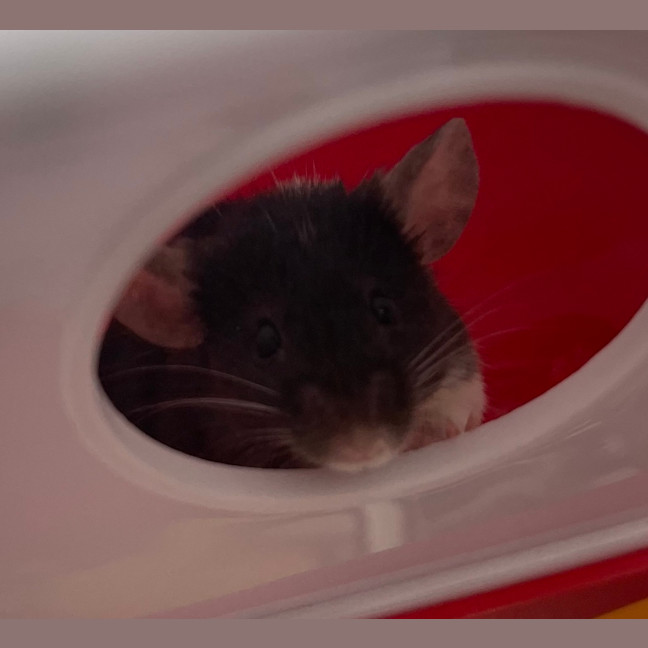 Photo of Wasabi