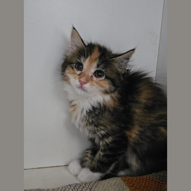 Photo of Toffee