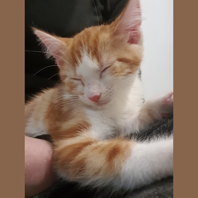 Photo of Pumpkin