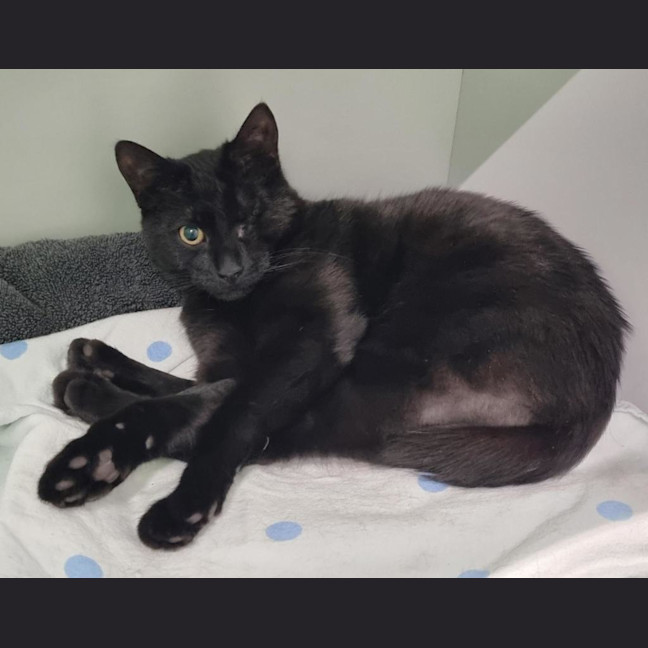 Photo of Shadow