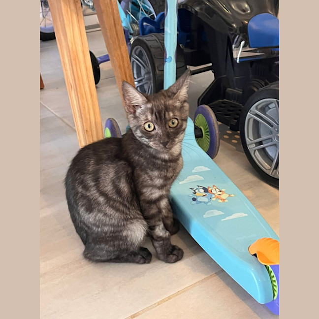 Photo of Louie