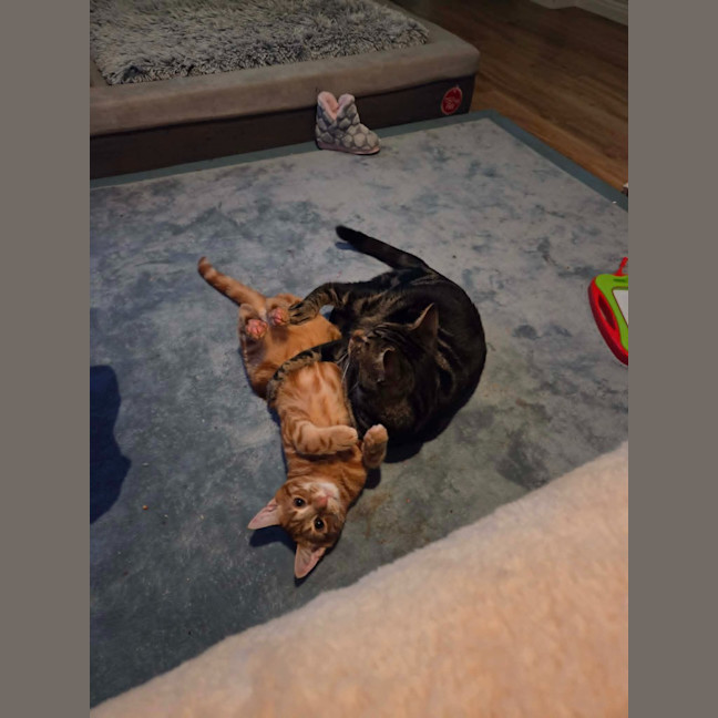 Photo of Tummy Tom
