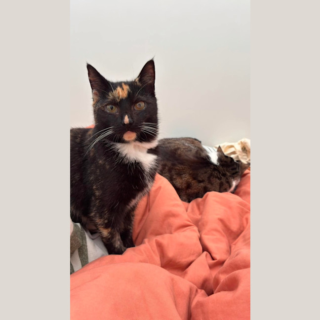 Photo of Praline