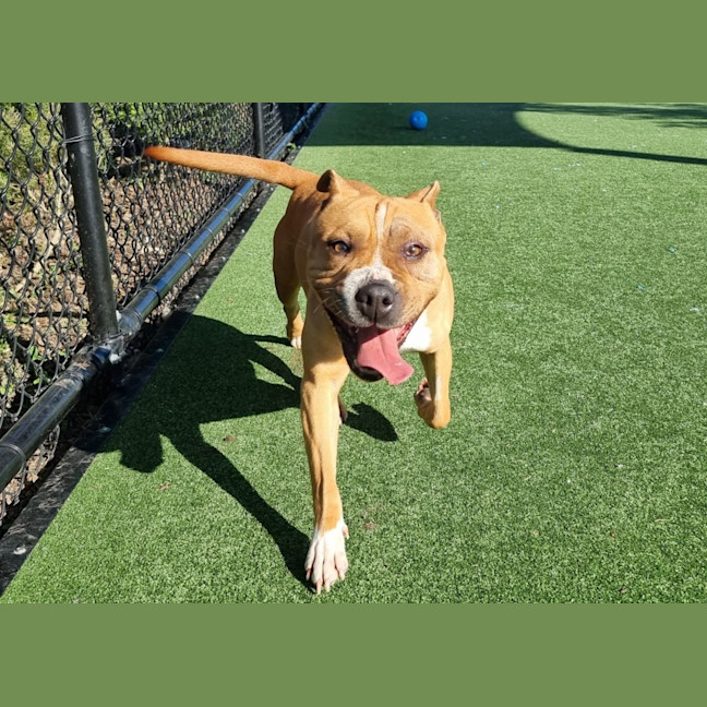 Photo of Pooh Imp 1087