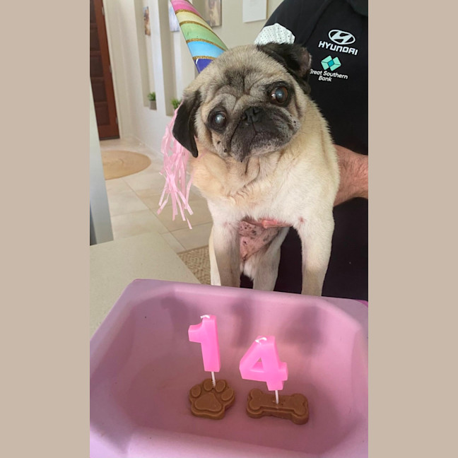 Photo of Blossom 🌸