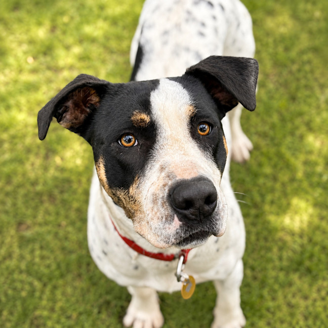 Photo of Patch
