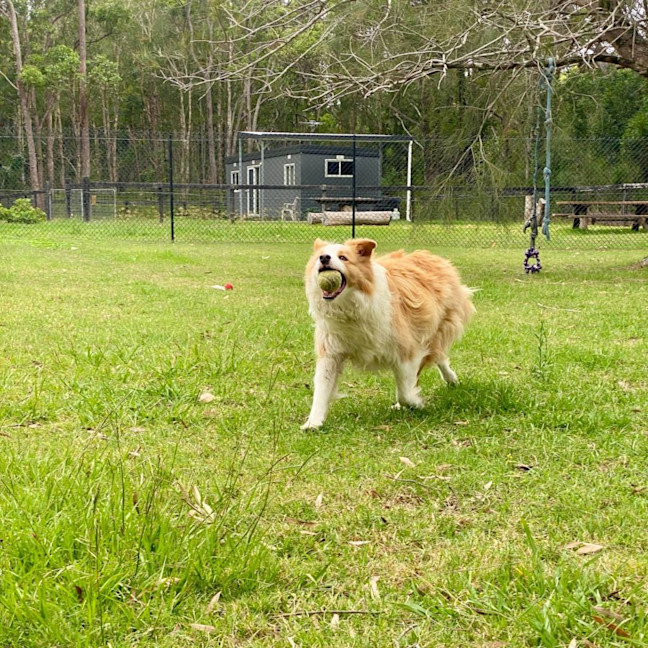 Photo of Ollie The Collie