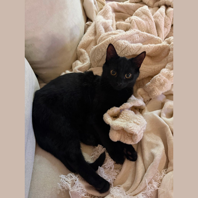 Photo of Cosmo