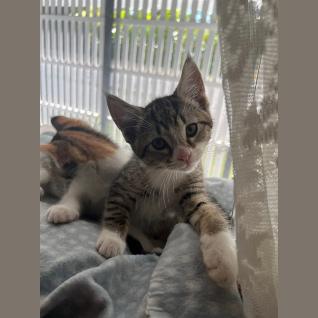 Photo of Daphne