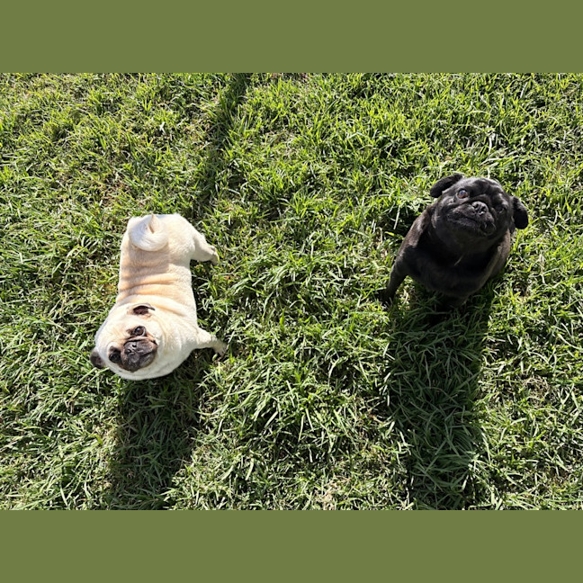 Photo of Piggy