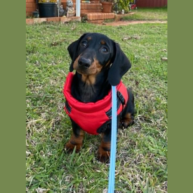 Photo of Slinky