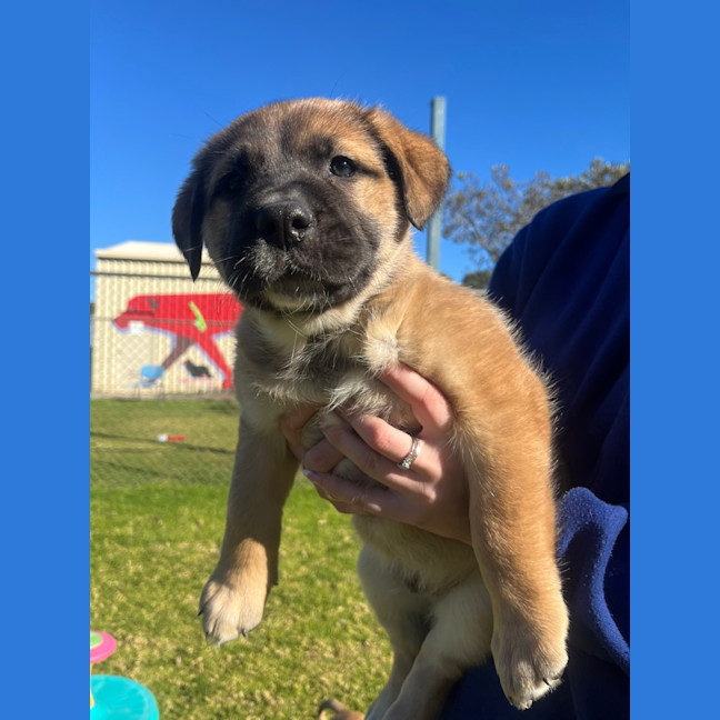 Photo of Teddy