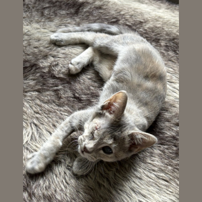 Photo of Skipper