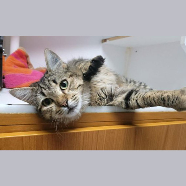 Photo of Cherry