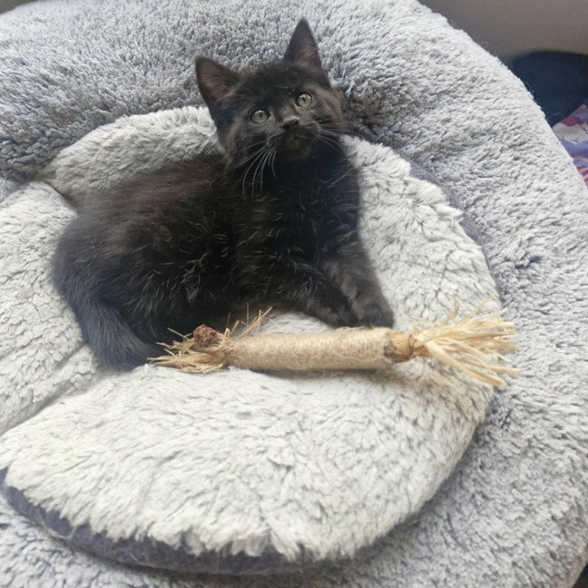 Photo of Huey   Located In Wallan