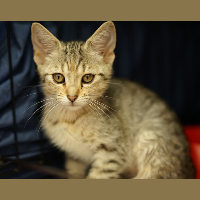 Photo of Nala 
