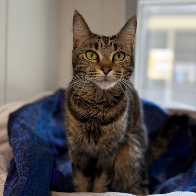 Photo of Merlot