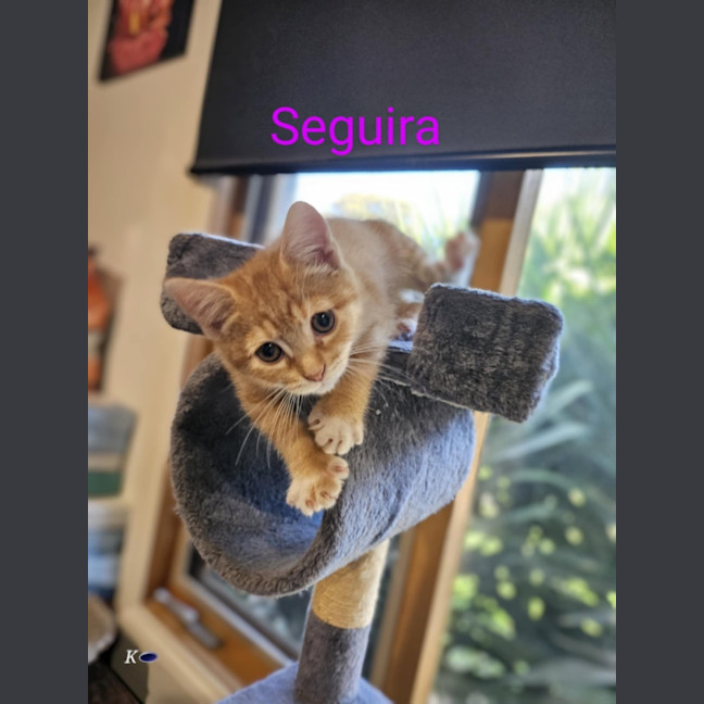 Photo of Seguira 