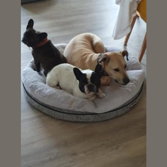 Photo of Archie & Marley   7 Year Old French Bulldog