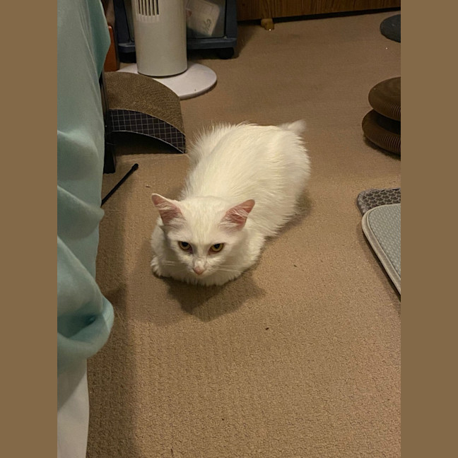 Photo of Cinnamon Roll