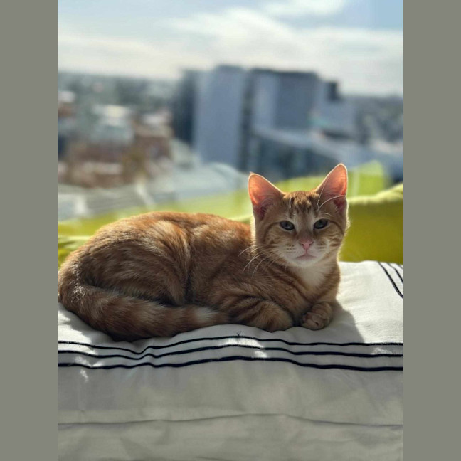 Photo of Fred (Ginger)
