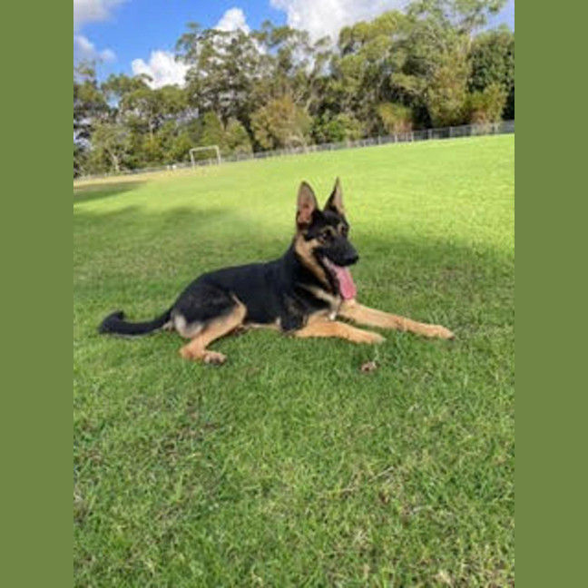 Photo of Yide   18 Month Old German Shepherd