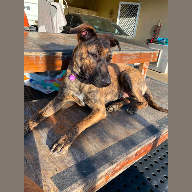 Photo of Penny
