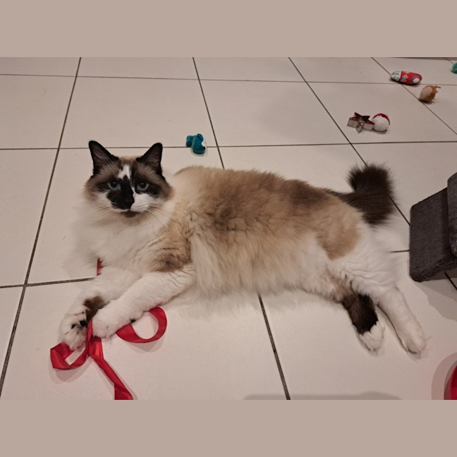 Photo of Smokey